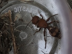 Dasymutilla scaevola