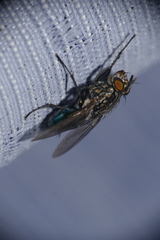Sarconesia chlorogaster