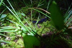 Plethodon teyahalee