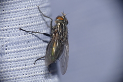 Sarconesia chlorogaster