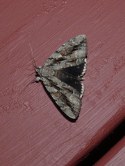 Catocala flebilis