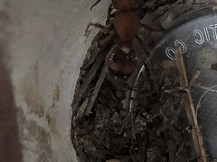 Dasymutilla scaevola