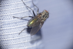 Sarconesia chlorogaster