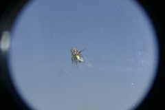 Sarconesia chlorogaster