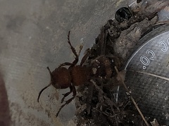 Dasymutilla scaevola