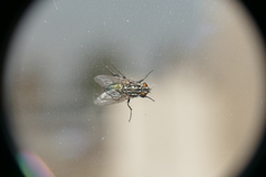 Sarconesia chlorogaster