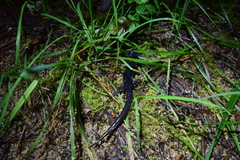 Plethodon teyahalee