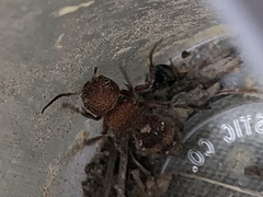 Dasymutilla scaevola