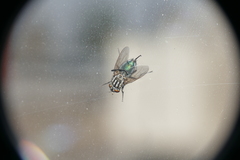 Sarconesia chlorogaster