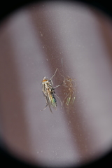 Sarconesia chlorogaster