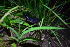 Plethodon teyahalee