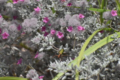 Eupompha fissiceps