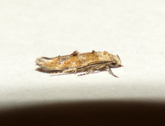 Mompha murtfeldtella