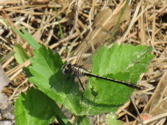 Phanogomphus oklahomensis