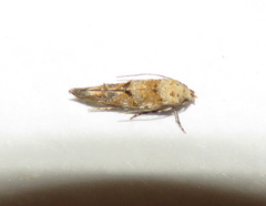 Mompha murtfeldtella