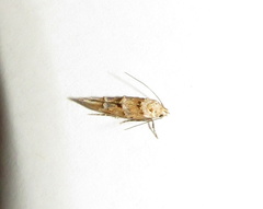 Mompha murtfeldtella