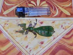 Pulchriphyllium abdulfatahi