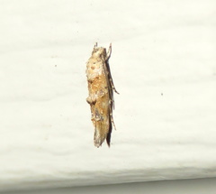 Mompha murtfeldtella