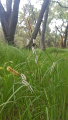 Carex barbarae