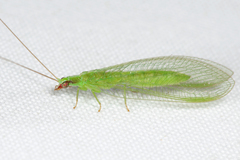 Chrysoperla harrisii