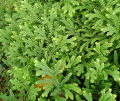 Selaginella doederleinii