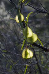 Dioscorea hastifolia