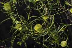 Dioscorea hastifolia