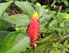 Heliconia episcopalis