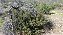 Quercus × acutidens