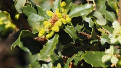 Quercus × acutidens