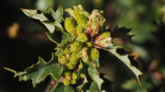 Quercus × acutidens