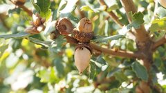 Quercus × acutidens