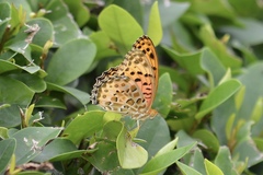 Argynnis hyperbius