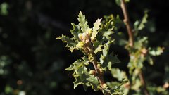 Quercus × acutidens