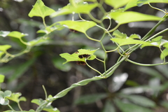 Pachliopta aristolochiae