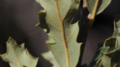 Quercus × acutidens
