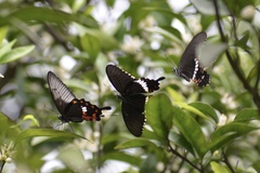 Papilio polytes