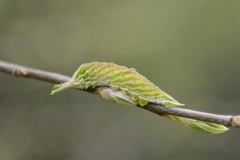 Hestina assimilis