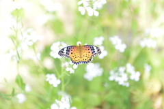 Argynnis hyperbius