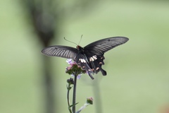 Pachliopta aristolochiae