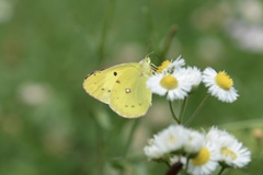 Colias poliographus