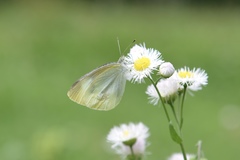 Pieris rapae