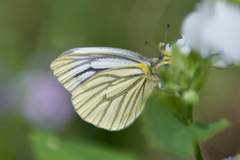 Pieris latouchei