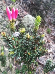 Bejaria