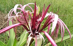 Crinum × amabile