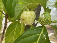 Morinda citrifolia