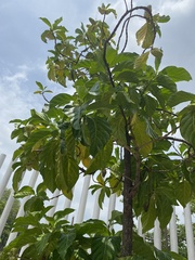 Morinda citrifolia