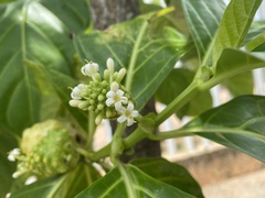 Morinda citrifolia