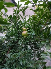 Punica granatum