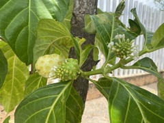 Morinda citrifolia